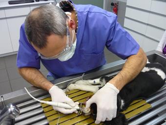 Dentisterie, clinique vétérinaire de la Fure